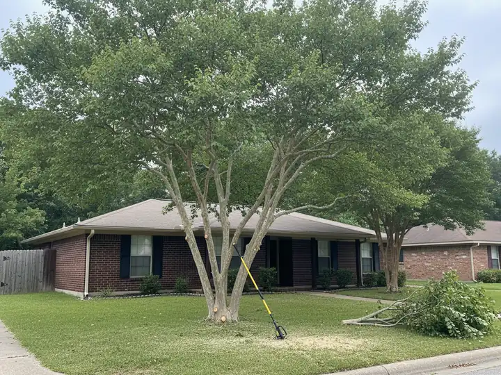 Freshly pruned crepe myrtle with cut limbs stacked near the curb and sawdust on the grass